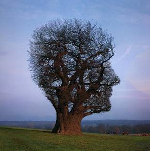 http://www.mindfulnet.org/userimages/Tree_of_half_life.jpg