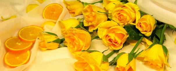žlté ruže gillerová
