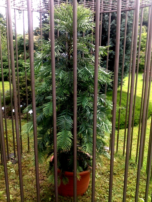 WOLLEMI PINE