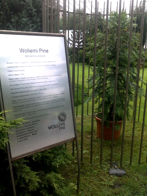 WOLLEMI PINE