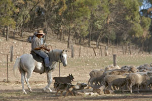 http://www.aussiebushadventures.com.au/userfiles/image/sheepherd.jpg